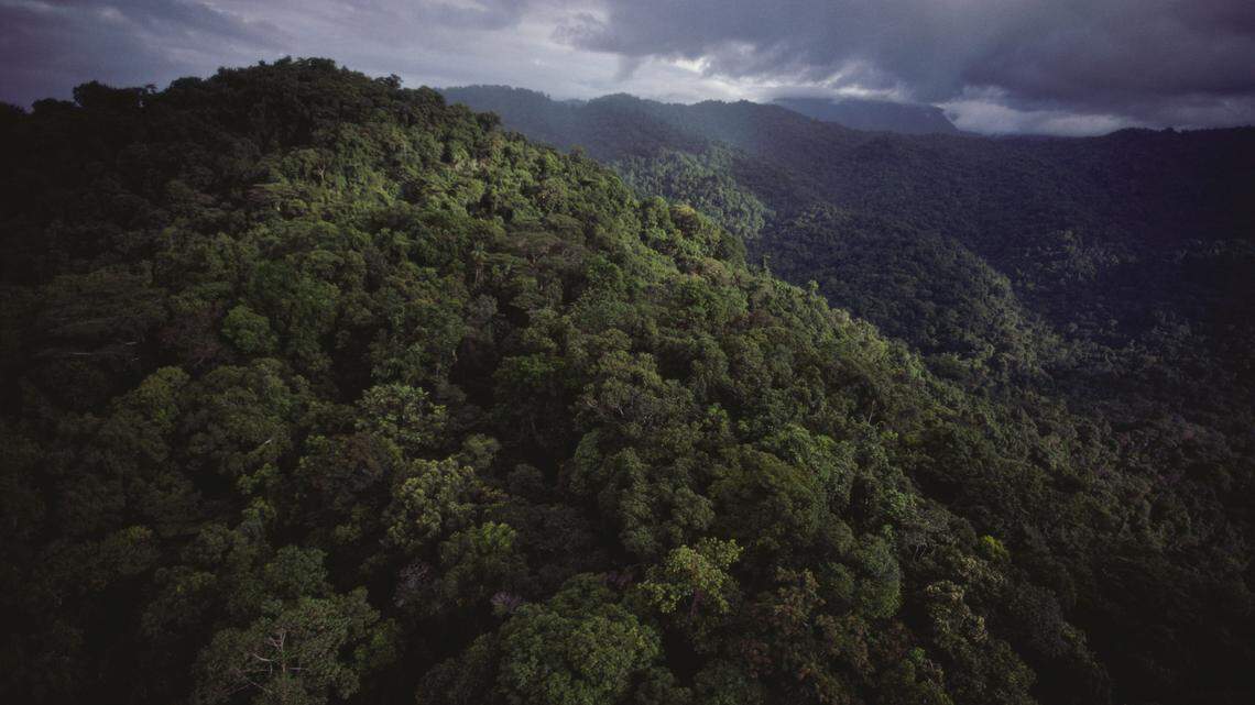 Scientists found “large” lizard with “baggy” skin in a forest of Papua New Guinea and discovered a new species, a study said.