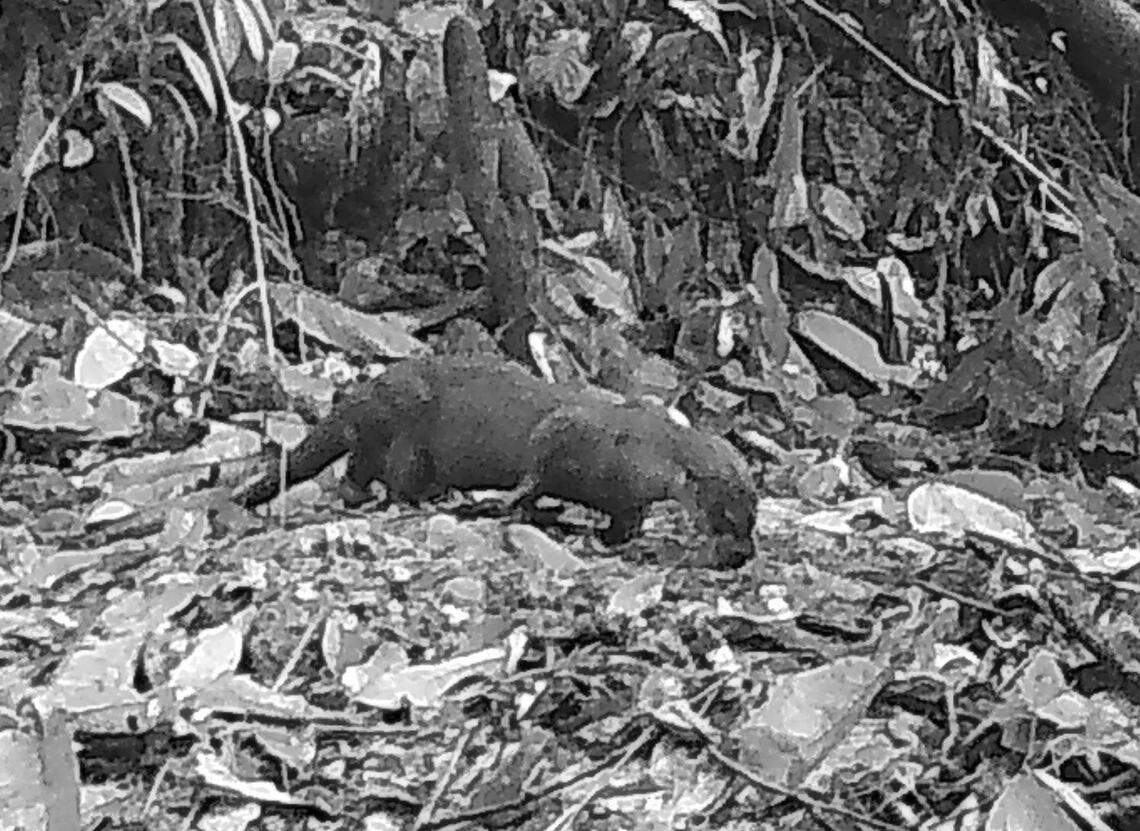 The Eurasian otter seen at Tangkulap Forest Reserve in February 2024.