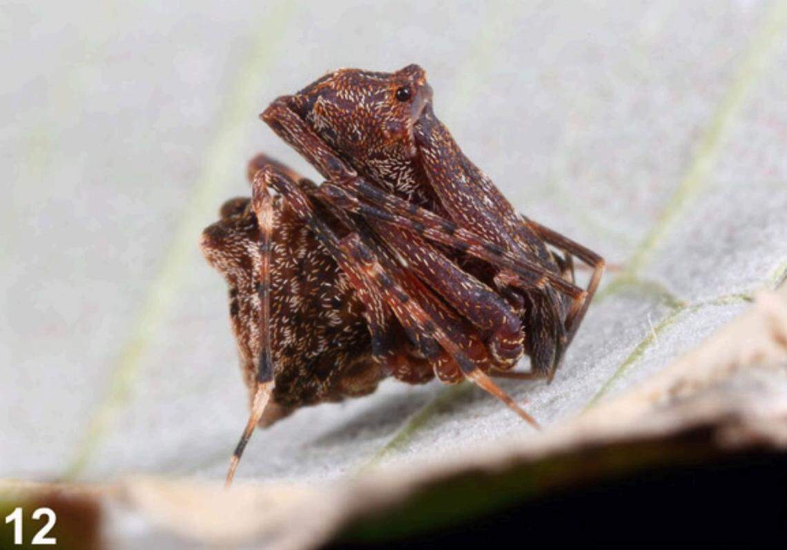An Austrarchaea andersoni, or Whitsunday hinterland pelican spider, with its legs pulled together.