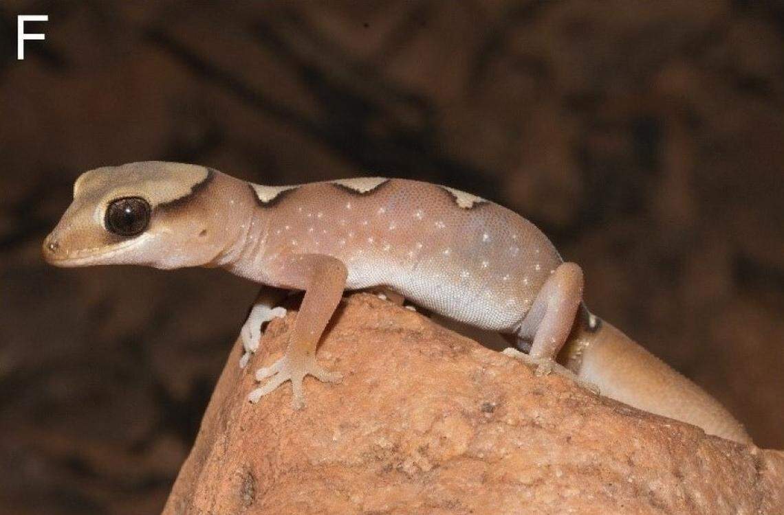 A Diplodactylus tjoritjarinya, or the Tjoritja gecko.