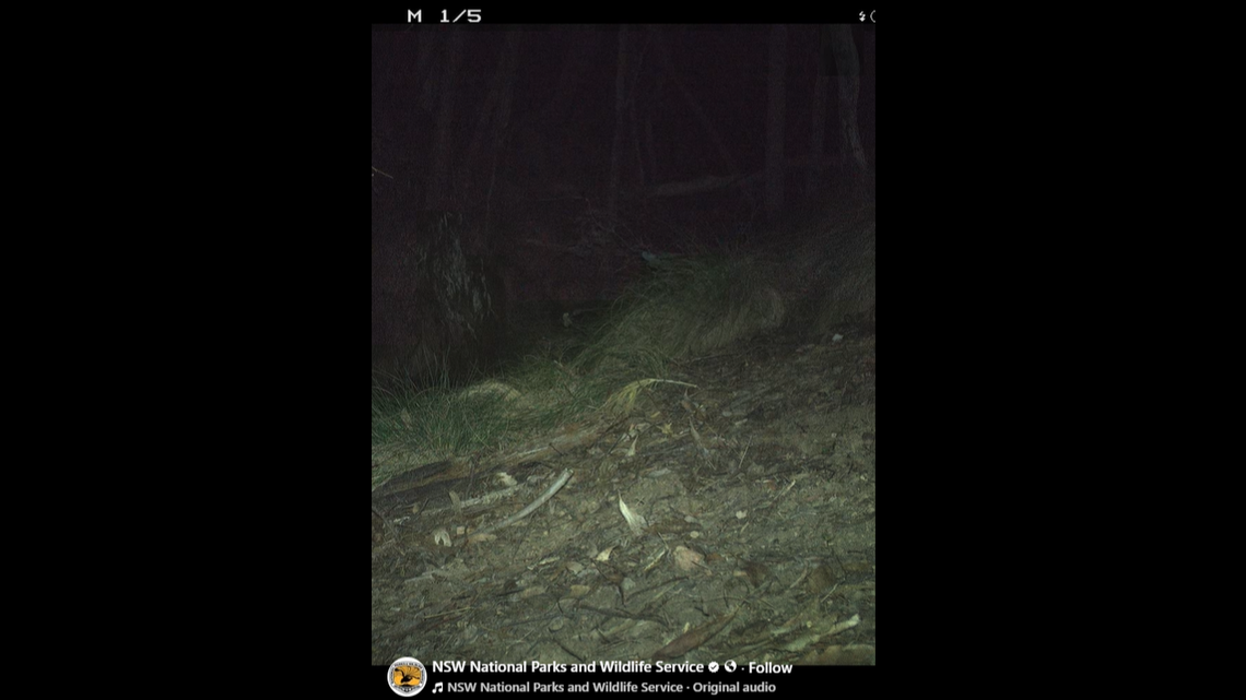 A trail camera monitoring “feral” cats at a national park in Australia recorded the area’s first sighting of an “extremely rare” mammal. A trail camera monitoring “feral” cats at a national park in Australia recorded the area’s first sighting of an “extremely rare” mammal.