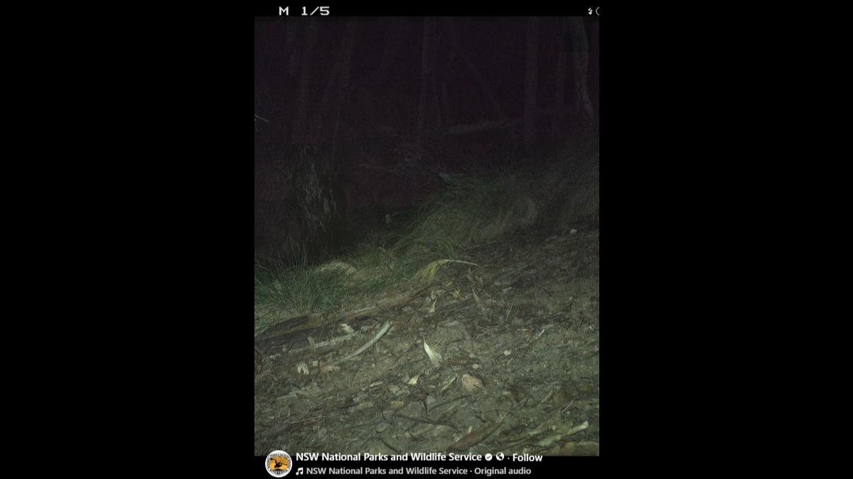 A trail camera monitoring “feral” cats at a national park in Australia recorded the area’s first sighting of an “extremely rare” mammal.