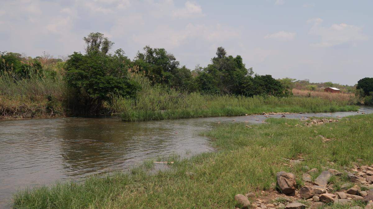 Scientists found a “large”-mouthed river creature, sometimes kept as aquarium pet, in Zambia and discovered a new species, a study said.