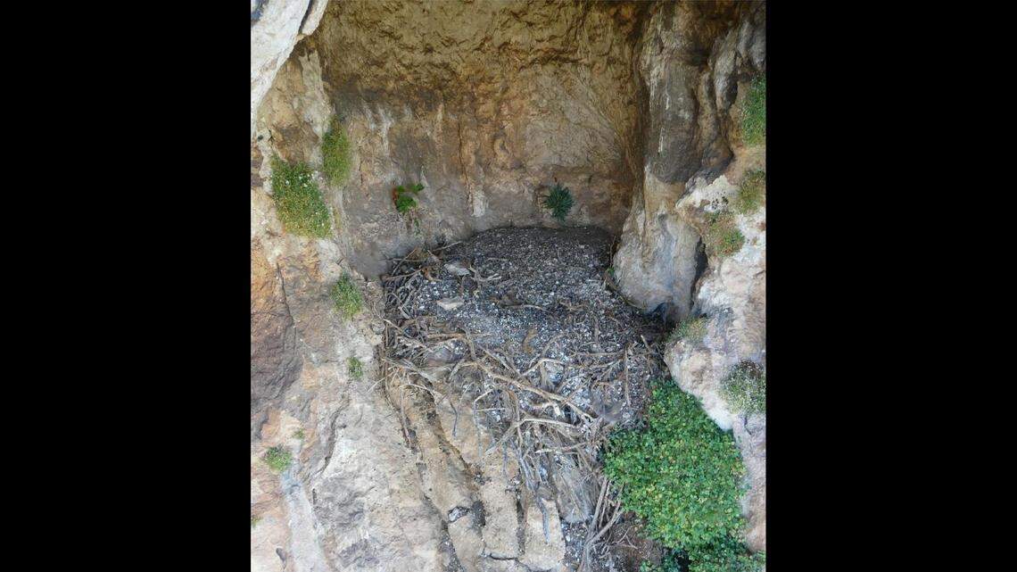 Scientists in Spain analyzed the abandoned “ancient nests” of bone-eating vultures and found centuries-old artifacts, photos show.