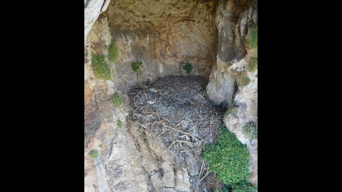 Scientists in Spain analyzed the abandoned “ancient nests” of bone-eating vultures and found centuries-old artifacts, photos show.