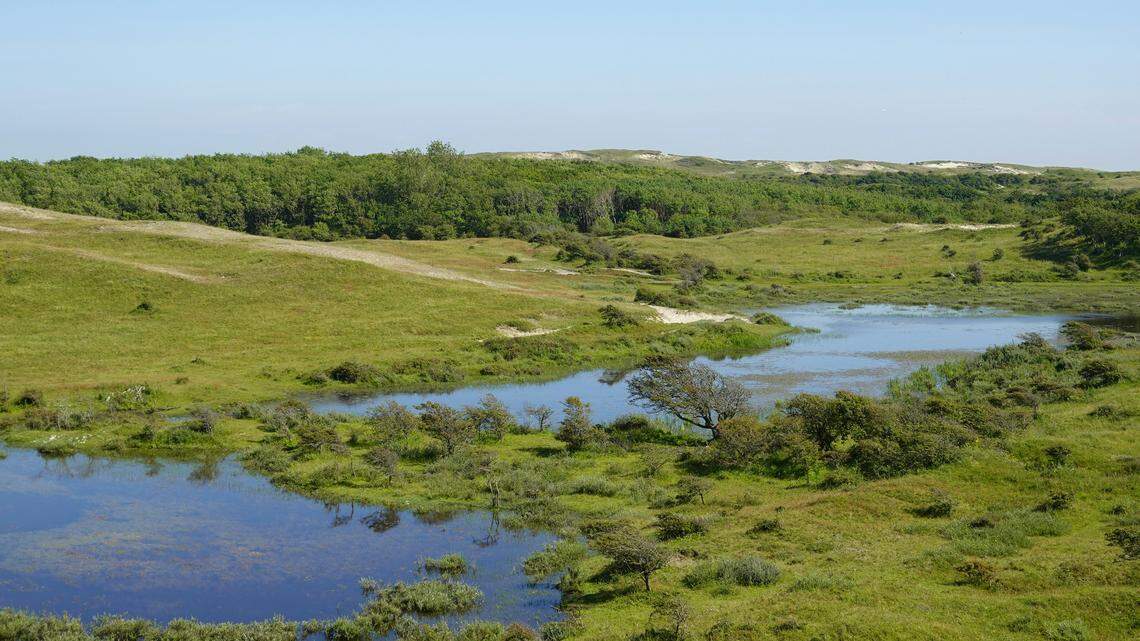 A rare species of caddisfly long believed to be extinct was found during a wildlife survey at Cors Goch Nature Reserve in Wales, wildlife experts said.