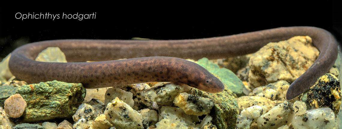 The rediscovered swamp eel species Ophichthys hodgarti.