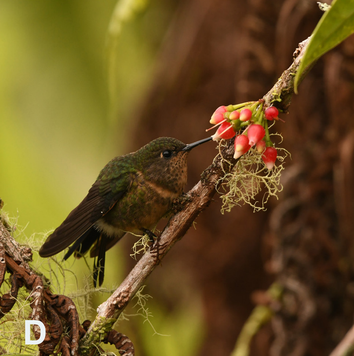 The royal sunangel hummingbird seen at Jungle Dave’s Farm in December 2023.