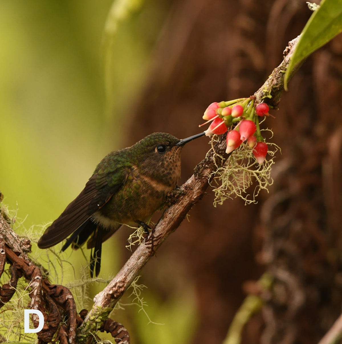 The royal sunangel hummingbird seen at Jungle Dave’s Farm in December 2023.