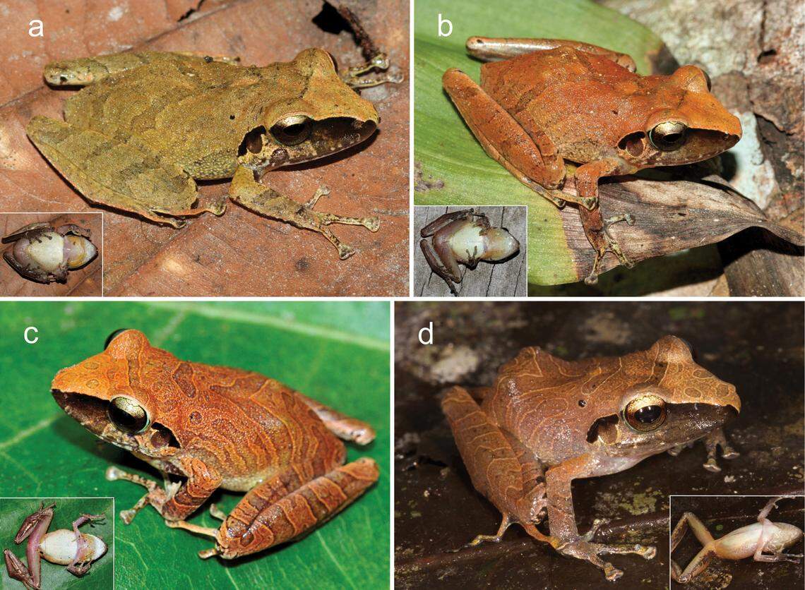 The color variations among Pristimantis asimus, or nameless robber frogs.