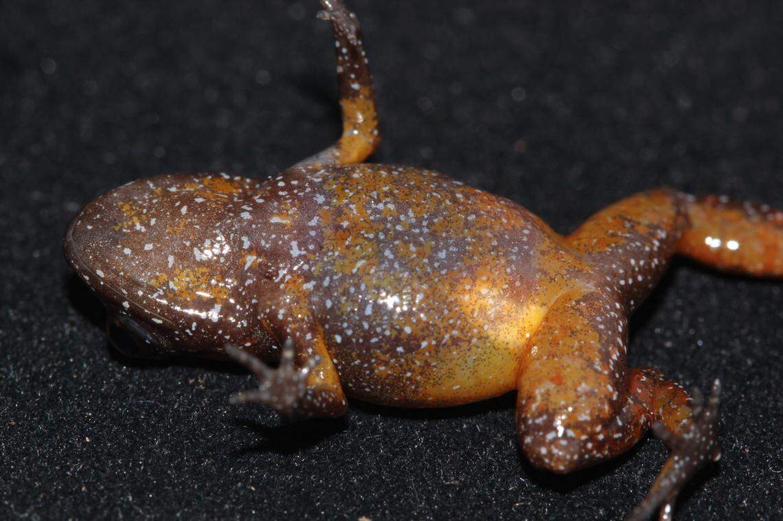 The underside of a Neblinaphryne imeri, or Imeri frog.