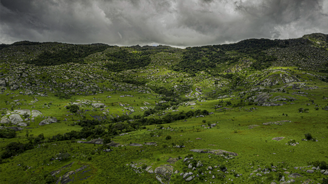 Scientists found a pregnant patterned animal in the Namba mountains and discovered a new species, a study said.