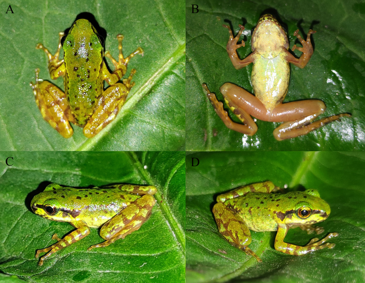 Amolops himalayanus was discovered in Darjeerling, India, in 1888 and is considered “poorly known,” according to researchers.