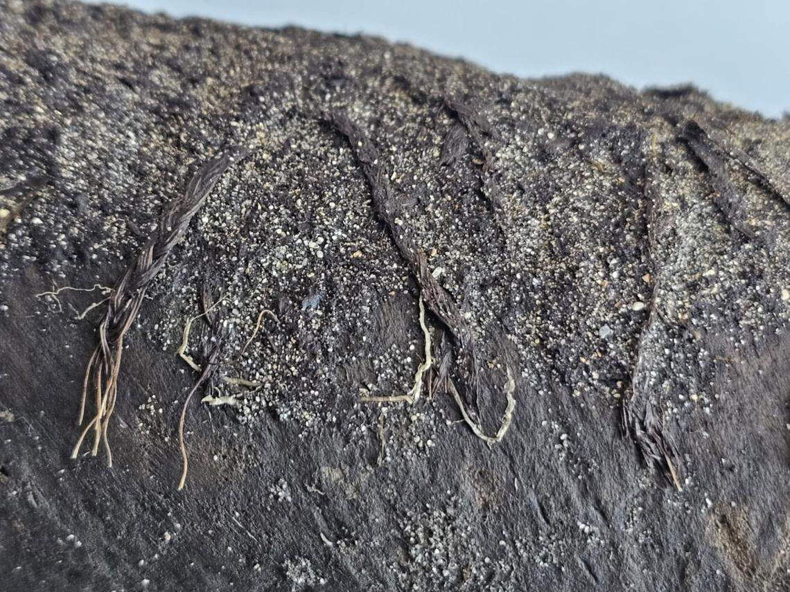 A braided rope found wrapped around some wood during the excavation.