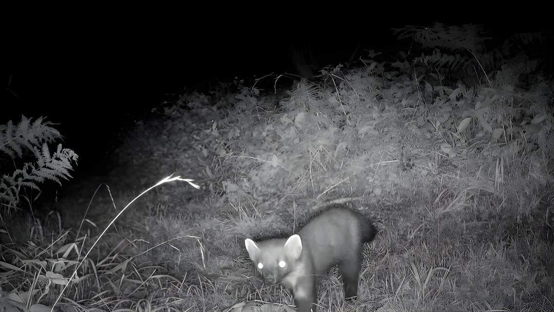 The pine marten seen at A Patch Wilder in Mendip Hills on Sept. 4.