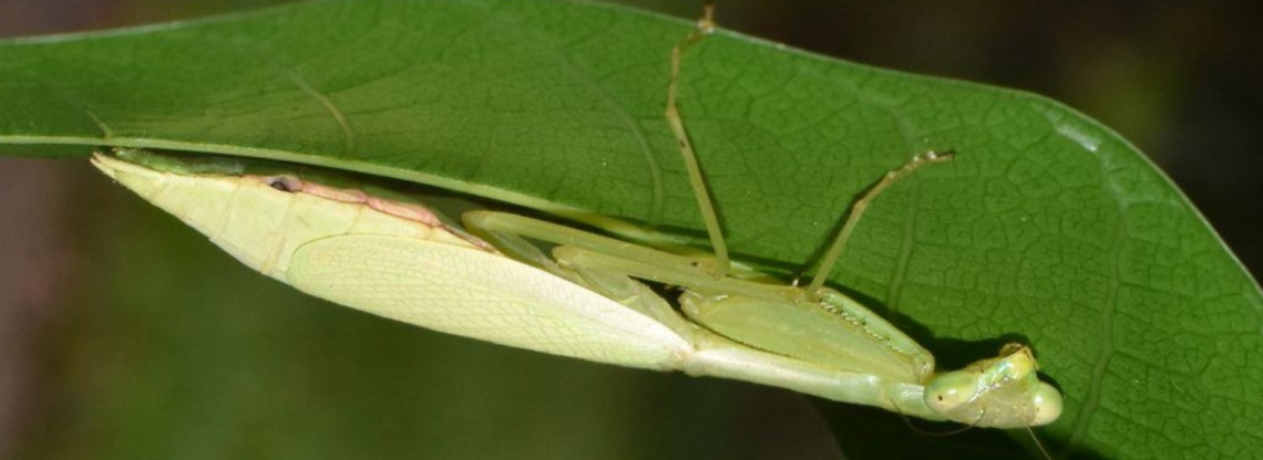 Microphotina viridescens pressed its body against the leaf to avoid detection when disturbed, exhibiting a type of crypsis behavior.