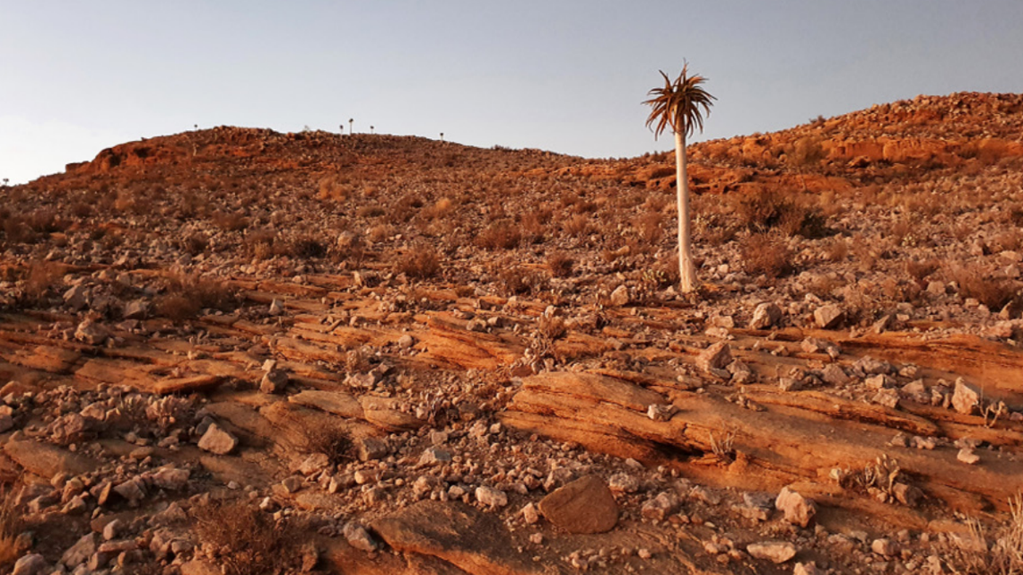 Scientists found a “pygmy” creature with “leaf”-like toes in rocky a crevice of South Africa and discovered a new species, a study said.