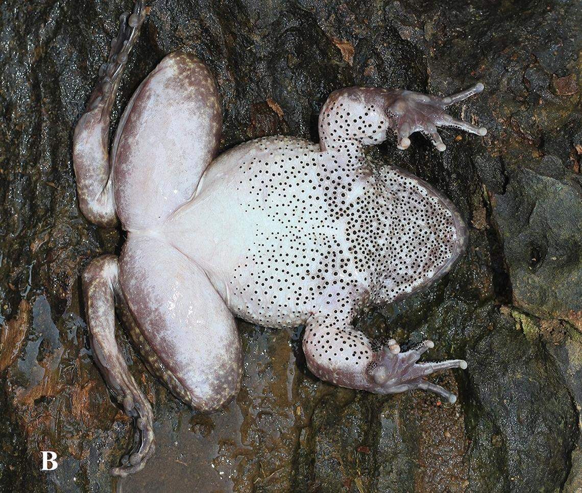 An Quasipaa ohlerae, or Ohler’s spiny frog, seen from below.
