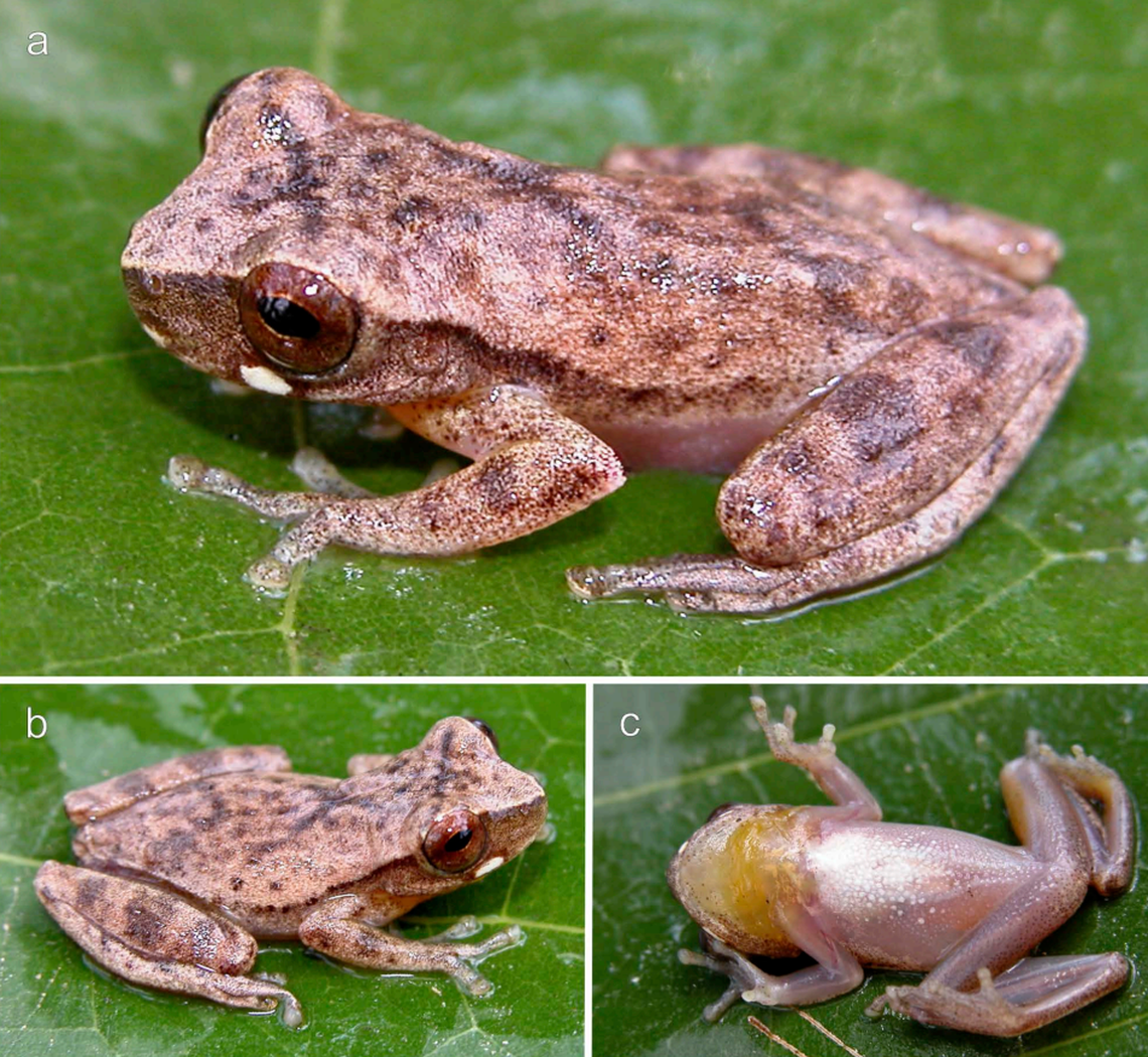 A Dendropsophus jamesi, or James’ tree frog, seen from the sides and from below.