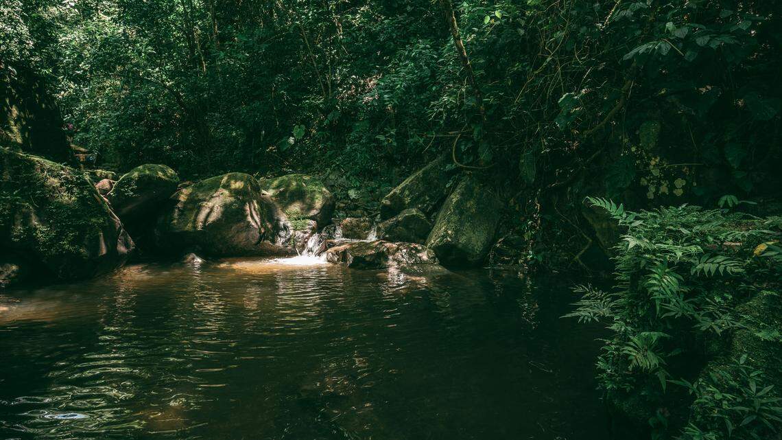 Myotis riparius was detected in Guatemala, Belize and El Salvador for the first time, extending its range by hundreds of miles, according to a study.