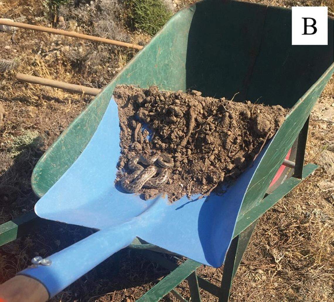 An Eryx jaculus, or javelin sand boa, found on Despotiko island.