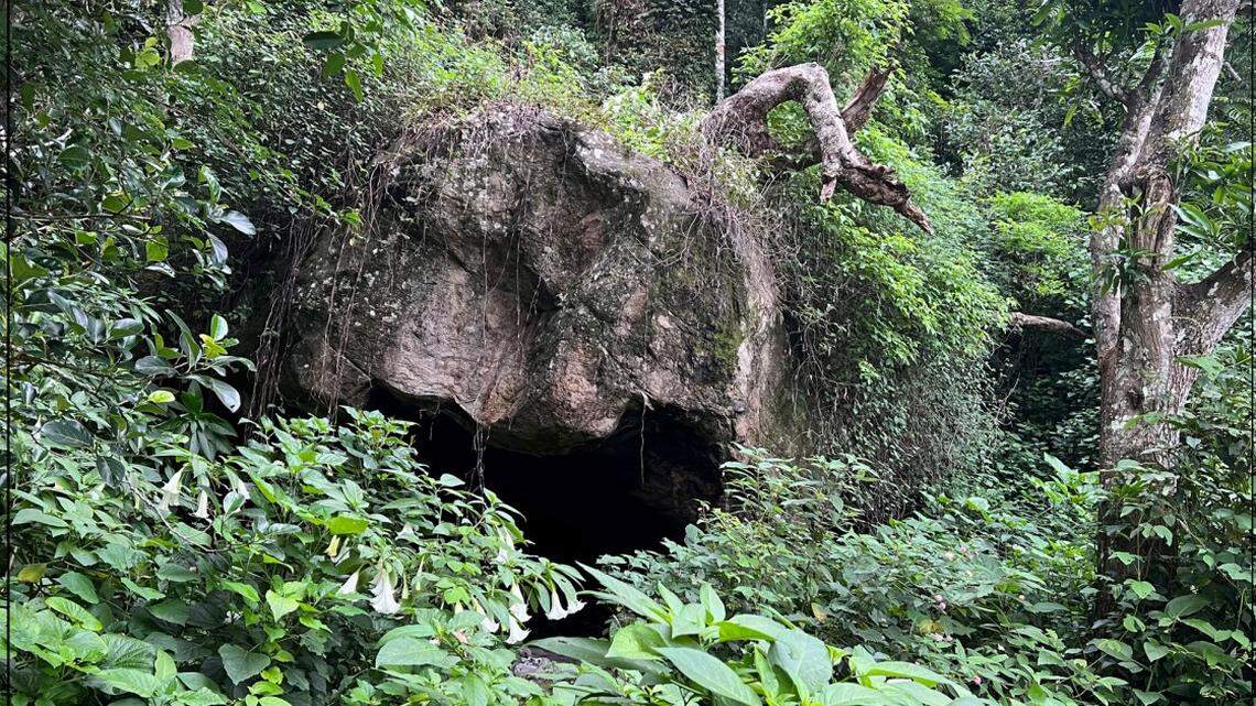 Scientists found a “dwarf”-like creature with “long” fingers and claws in a cave in India and discovered a new species, a study said.