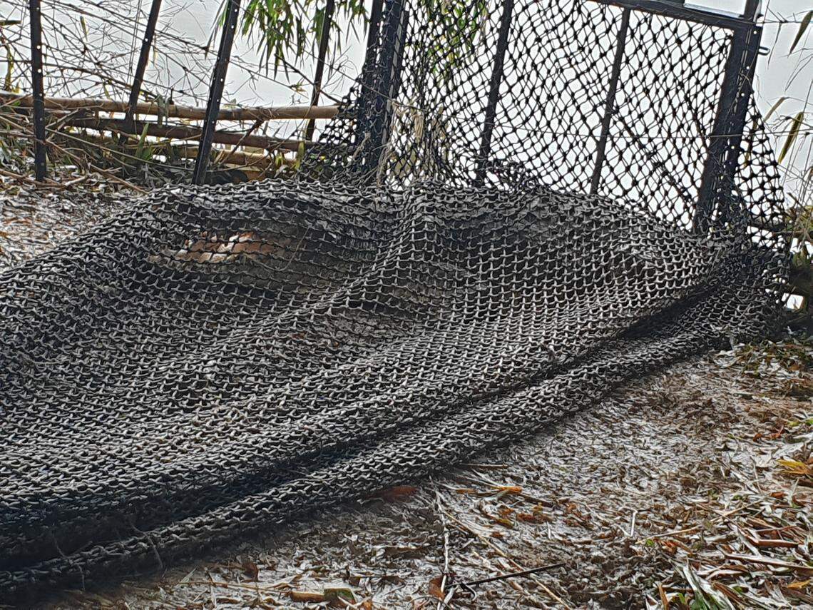 The 14-foot-long crocodile snapped its jaws while caught in the trap.