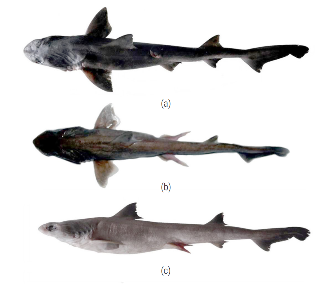 Several views of two Iago gopalakrishnani, or Indian houndsharks.