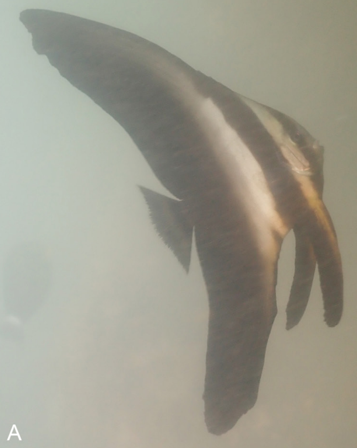 A longfin batfish, or Platax teira, seen near La Cruz de Huanacaxtle, Mexico.