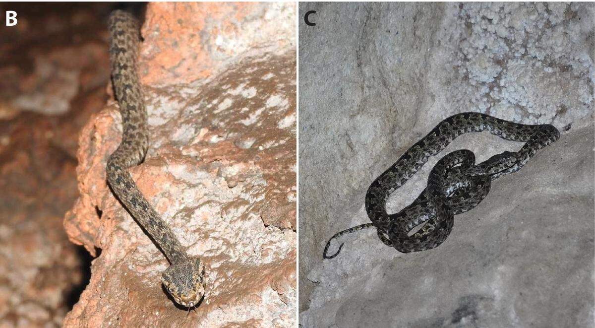 Two Protobothrops flavirostris, or Vang Vieng lance-headed pit vipers, as seen in their natural habitat.