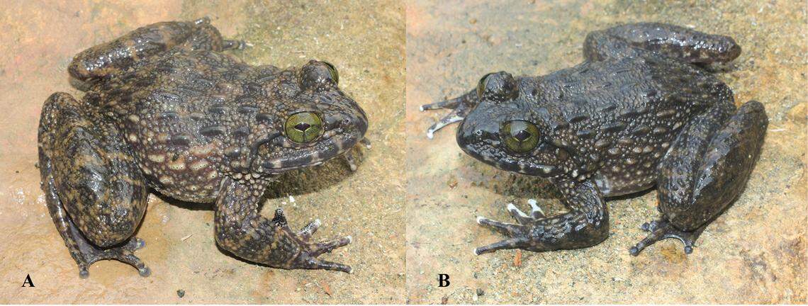 Two Quasipaa ohlerae, or Ohler’s spiny frogs.