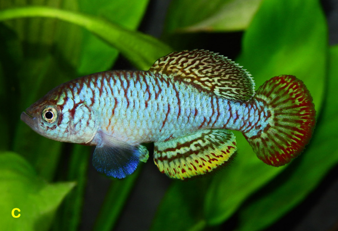 Another male Nothobranchius iridescens, or rainbow seasonal killifish.