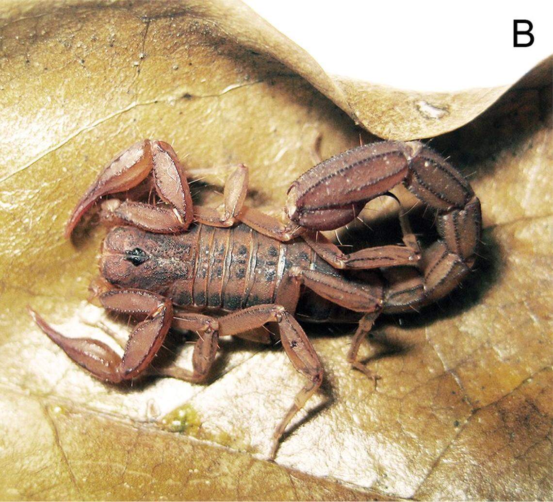 A male Mesomexovis caxcan, or Caxcan scorpion.