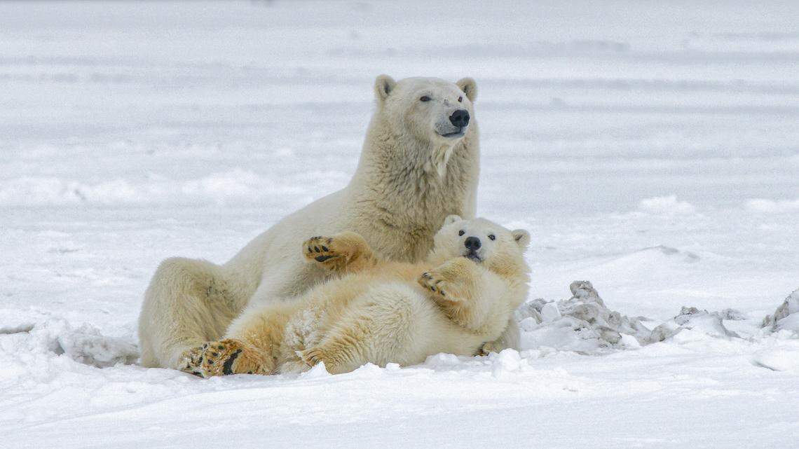A playful polar bear cub (not the one pictured here) was captured snuggling its mom and showering her with kisses and affection in Canada, video shows.