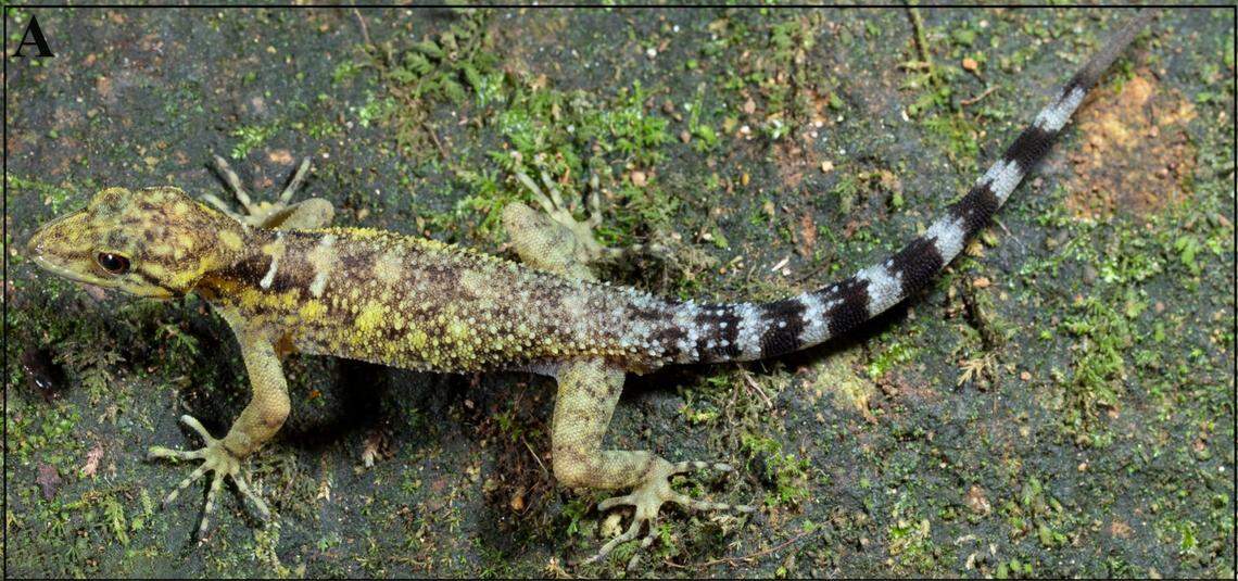 A male Cnemaspis valparaiensis, or Valparai dwarf gecko.