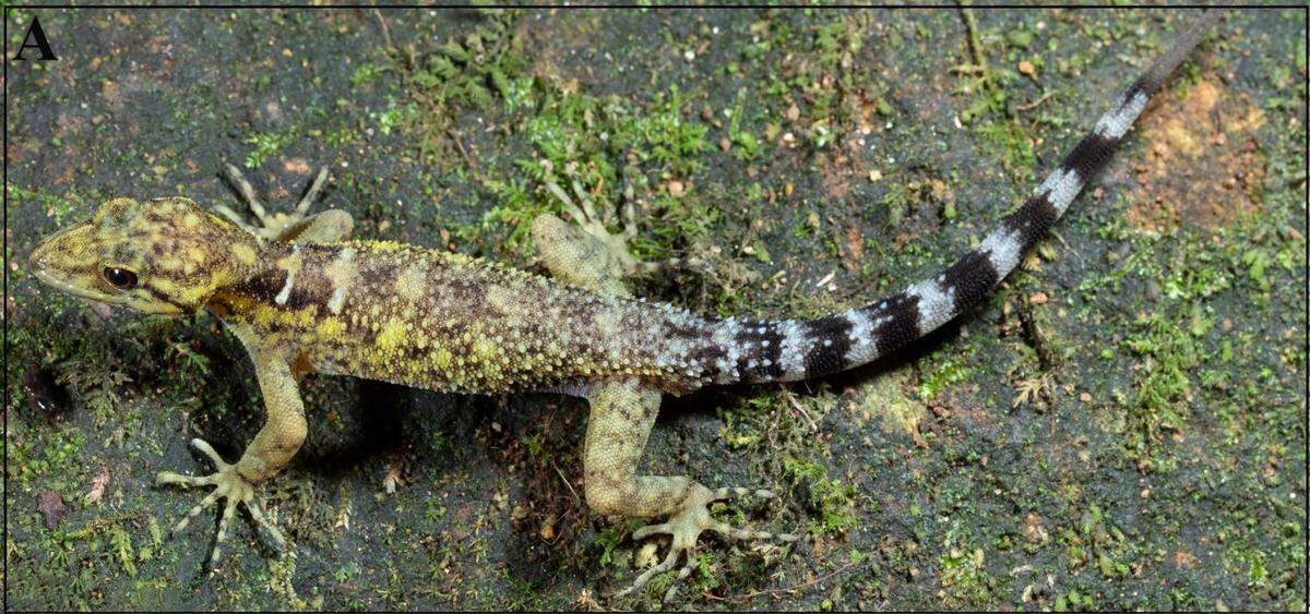 A male Cnemaspis valparaiensis, or Valparai dwarf gecko.