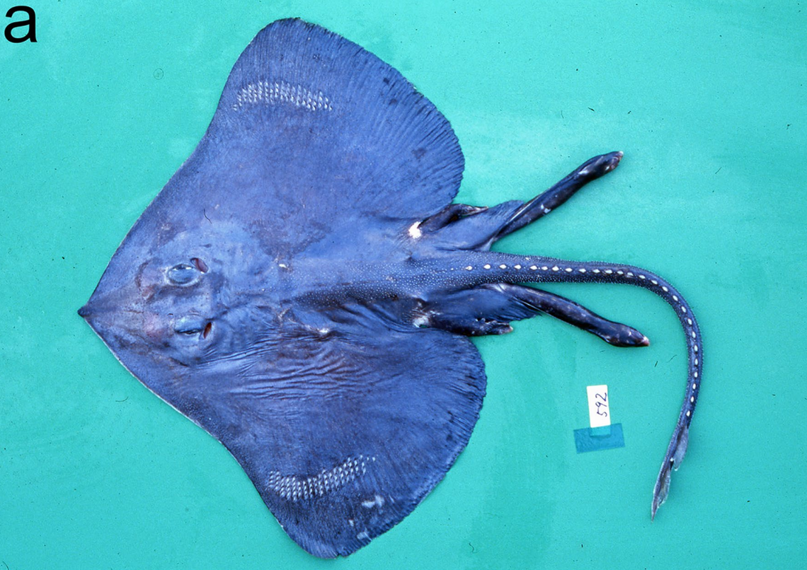 A Bathyraja nansei, or Nansei skate, seen soon after being caught.