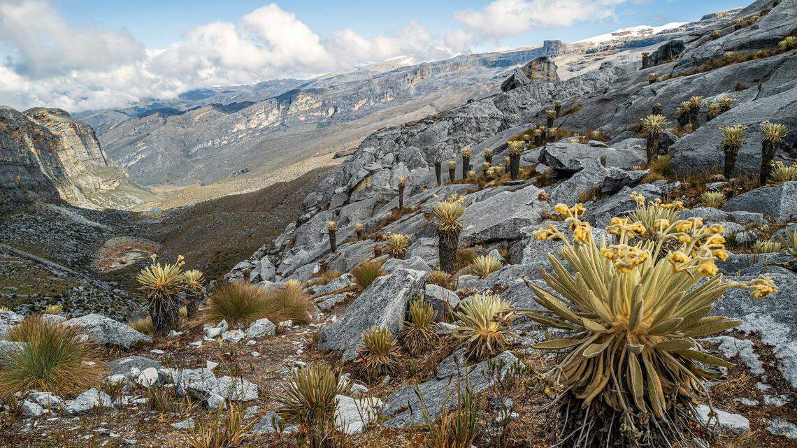 The new large millipede species was discovered in Colombia’s department of Boyacá, in the foothills of the Andes, about 1,600 feet above sea level, according to a study.