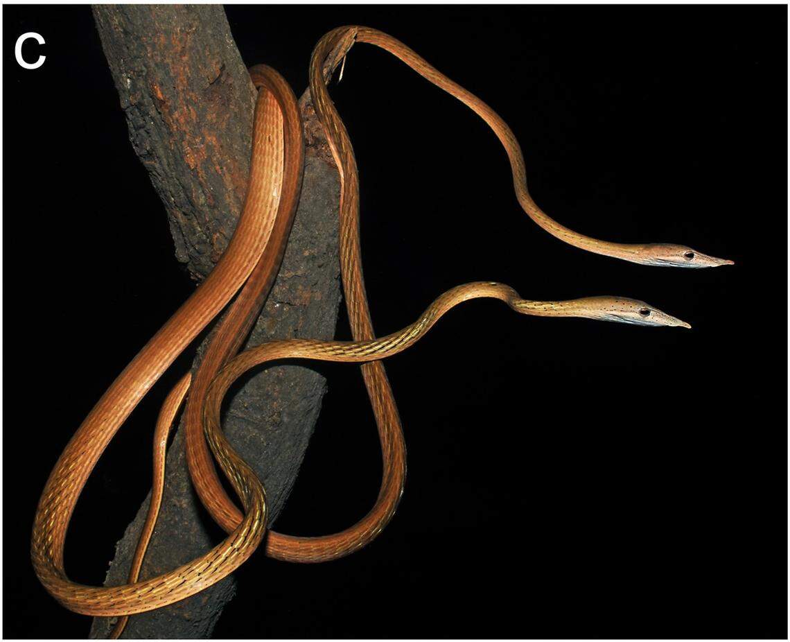 Two Ahaetulla longirostris, or long-snouted vine snakes, with an orange coloring.