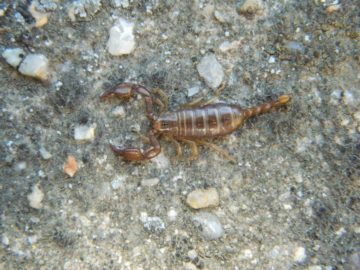An Alpiscorpius huyukensis, or Hüyük scorpion.