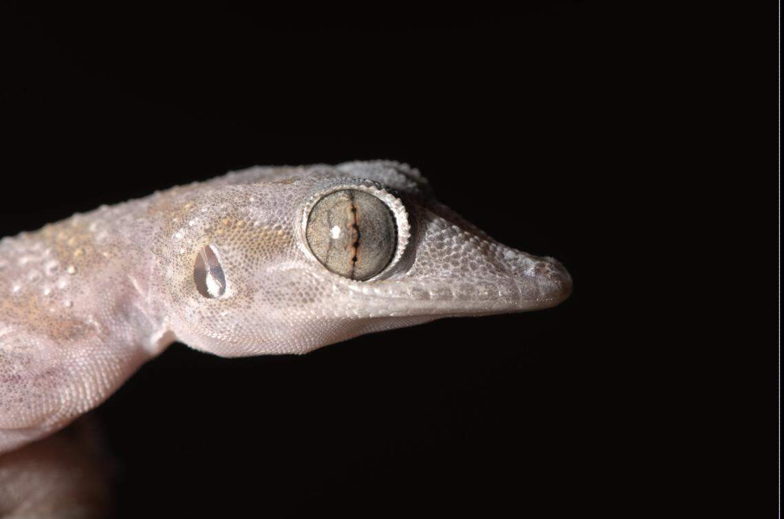 A close-up photo shows an Asaccus authenticus, or Bandar-e Jask leaf-toed gecko.
