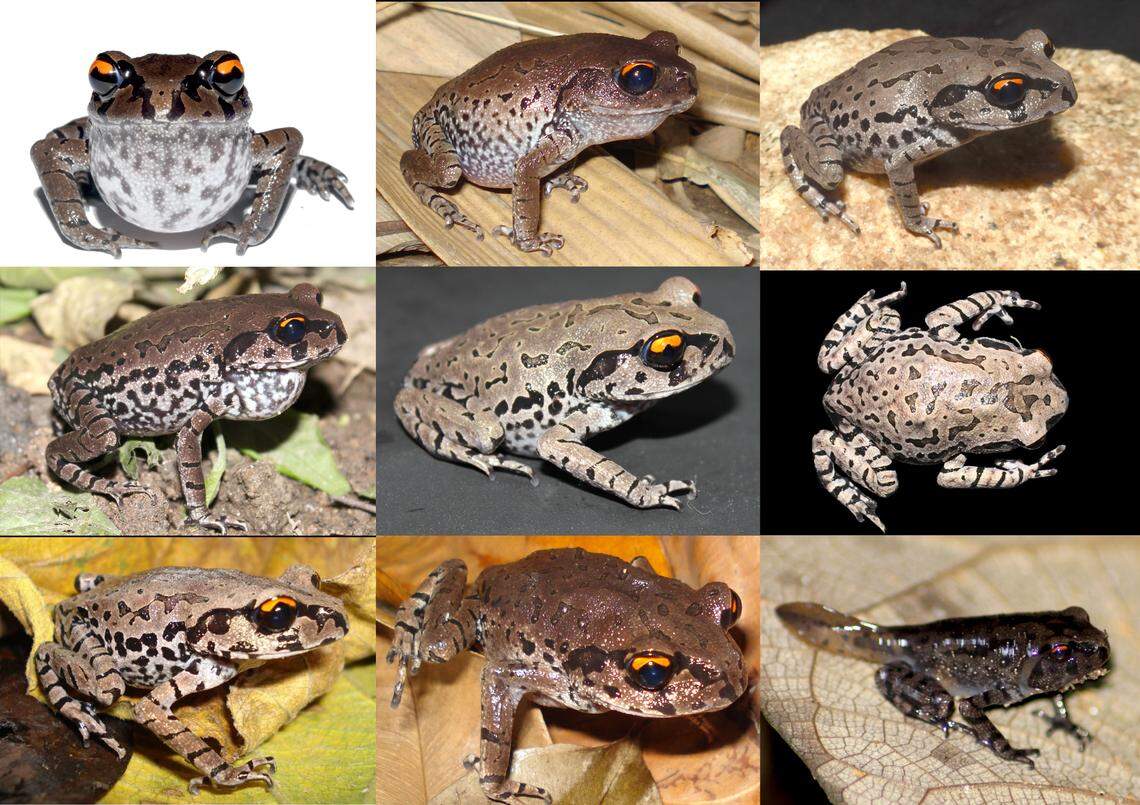 Several Leptobrachium aryatium, or Arya litter frogs, including one froglet (bottom right corner).