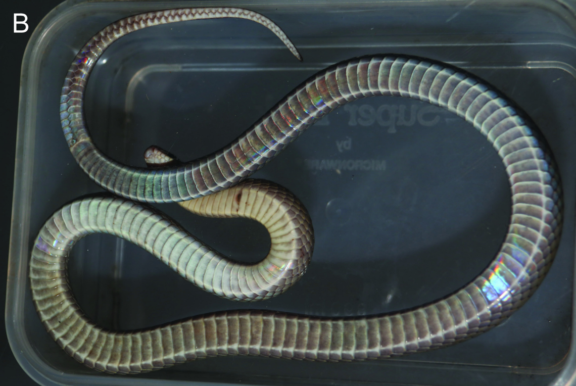 The underside of an Oligodon cicadophagus, or cicada-eating kukri snake.