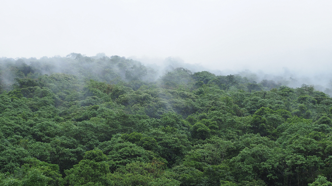 The new species was discovered in a “biodiversity hotspot” south of the Himalayas, reserachers said.