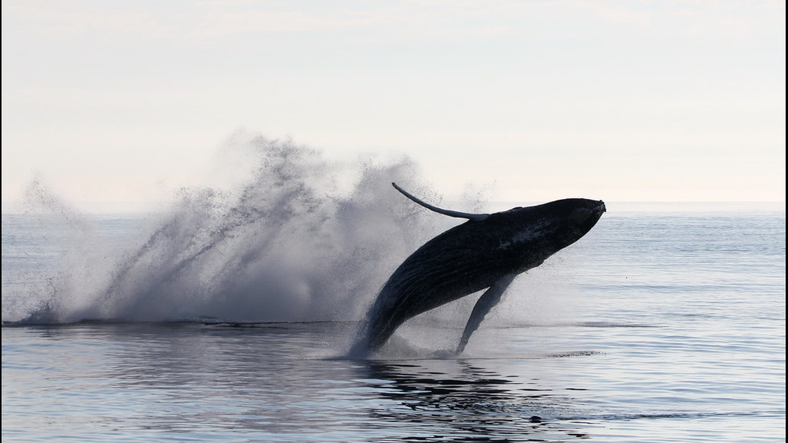 The third humpback breaching.