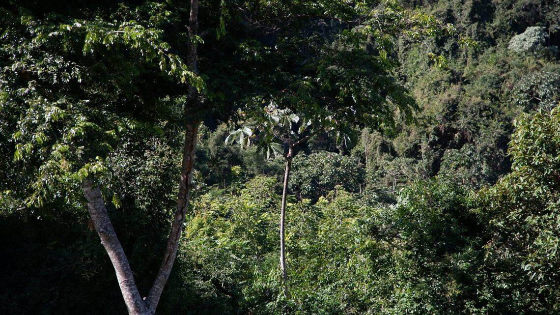 Scientists found two orange animals mating in a forest of Rio de Janeiro and discovered a new species, a study said. Photo shows a representative area of Brazil.