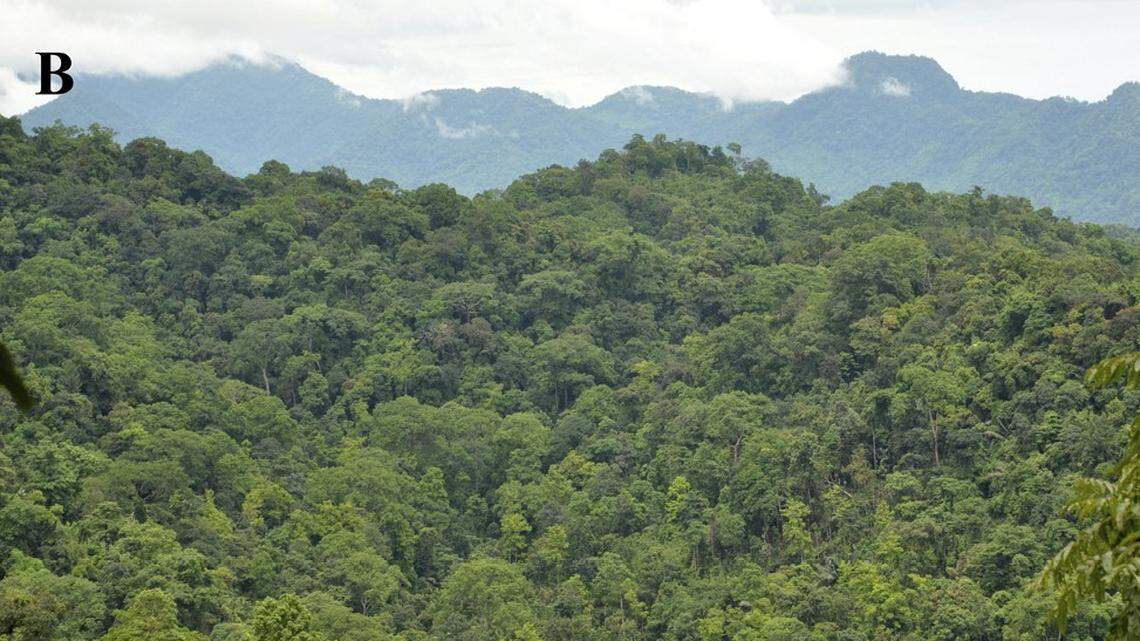 Scientists found a “slender” creature with “spurs” lurking in a forest of Nagaland and discovered a new species, a study said.