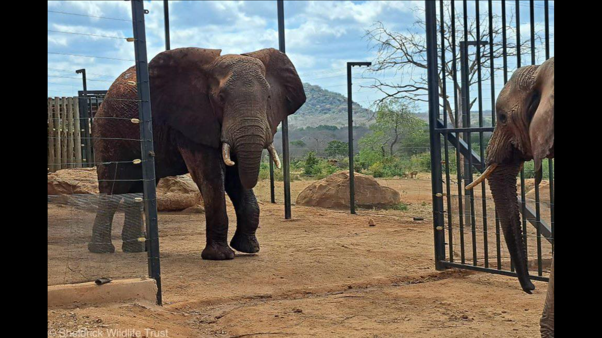 The bull elephant walked into the Ithumba stockade in 2023 in what Kenya rescuers call a plea for help after being shot with an arrow. 