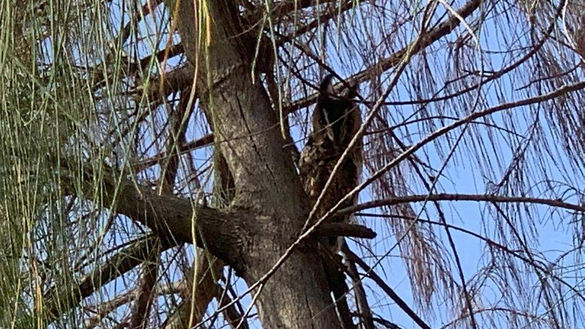 During a wildlife survey, an employee at a nature reserve in the UAE found a “rare” visitor looking down from a tree, photos show.