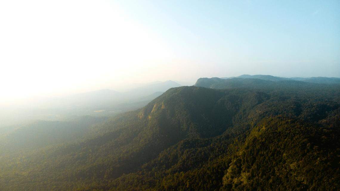 Many of the eels looked identical but were genetically distinct, suggesting they may represent new species, according to a study. 